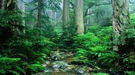 Timeline: Amazon Rainforest - Brazil