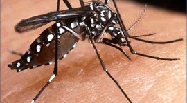 Timeline: El Chikungunya