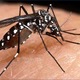 Chikungunya