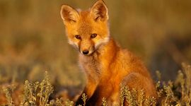 Timeline: Поймать Хиггса