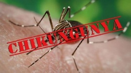 Timeline: Chikungunya