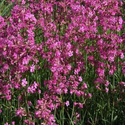 Timeline: Primary Projections