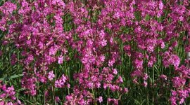 Timeline: Primary Projections