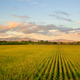 2 tax deferral strategies to capitalize on farmland trends