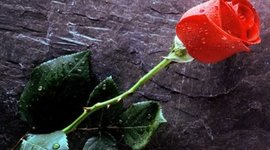 Timeline: "A Rose for Emily"