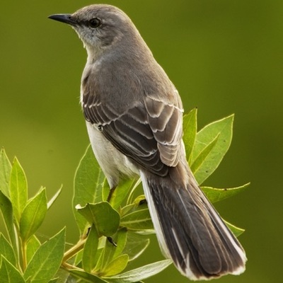 Timeline: TKM Theme: The theme of empathy is found throughout To Kill a Mockingbird, and also that the only way you can truly understand someone is to climb into their skin. Empathy leads to the better understanding of differences in people.