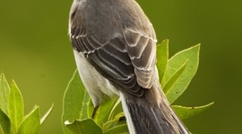 Timeline: TKM Theme: The theme of empathy is found throughout To Kill a Mockingbird, and also that the only way you can truly understand someone is to climb into their skin. Empathy leads to the better understanding of differences in people.