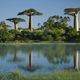 Baobab trees reflected in wetlands morondava madagascar wallpaper