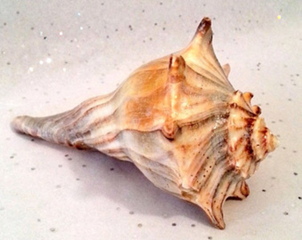 Lord Of The Flies Conch