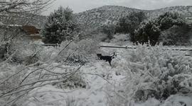 Timeline: Chandlers Histtory in Northern Az.