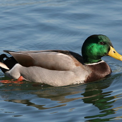 Timeline: Westward Expansion Timeline