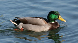 Timeline: Westward Expansion Timeline