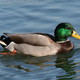 Male mallard