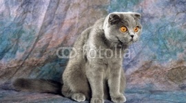 Timeline: Réalité Augmentée