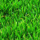 Greengrass wallpaper by ajez