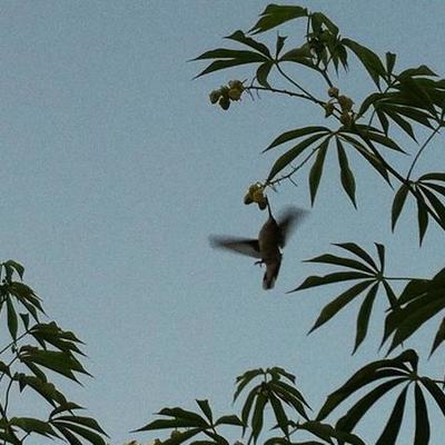 Timeline: Of Beetles and Angles 4