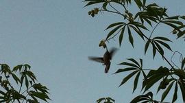 Timeline: Of Beetles and Angles 4