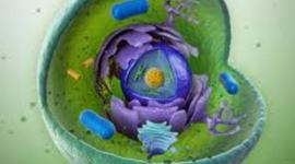 Timeline: La evolucion de la celula