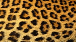 Timeline: Mi linea del tiempo