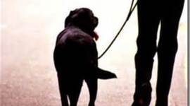 Timeline: History of Shelters in the US