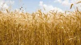 Timeline: מהזריעה למאפיה