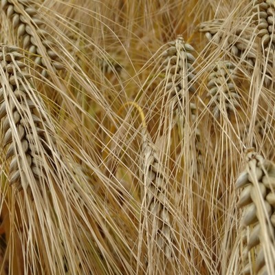 Timeline: La història del veganisme