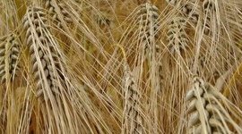 Timeline: La història del veganisme