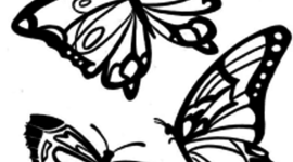 Timeline: Time of the Butterflies Timeline