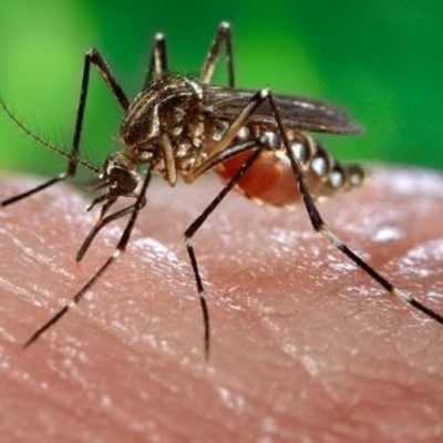 Timeline: El Chikunguña