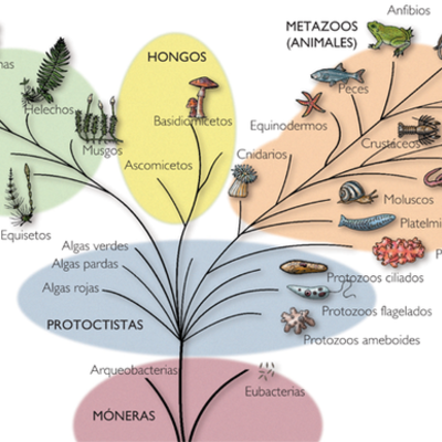 Timeline: Teorías de la Evolución