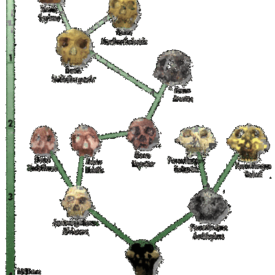 Timeline: The Science of Human Evolution
