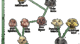 Timeline: The Science of Human Evolution