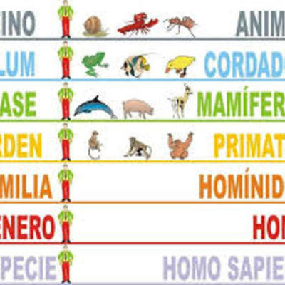 Timeline: Historia de la Taxonomía