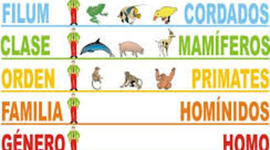 Timeline: Historia de la Taxonomía