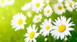 Timeline: Civil Rights Timeline