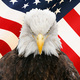Bald eagle images 4