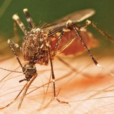 Timeline: documento chinkungunya