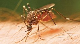 Timeline: documento chinkungunya