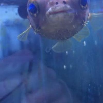 Timeline: Target Training D. holocanthus