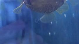 Timeline: Target Training D. holocanthus