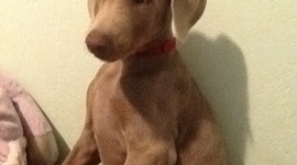 Timeline: Canada in WW2 and We Are Not Apologizing