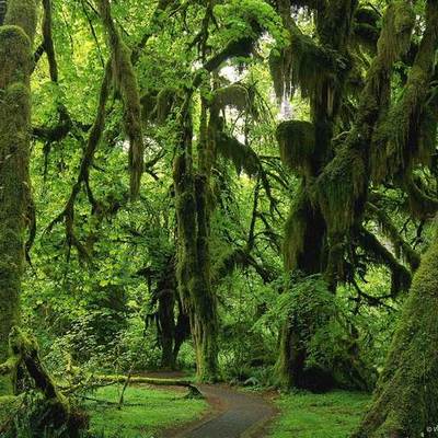 Timeline: Temperate Rainforest (Olympic Rainforest)