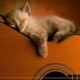 Guitarra y gato