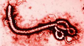 Timeline: Casos de ébola