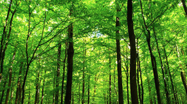 Timeline: Westward Expansion