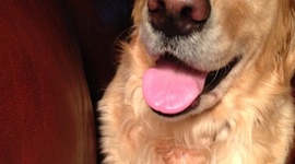 Timeline: The Life of Lily