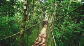 Timeline: Into the Amazon