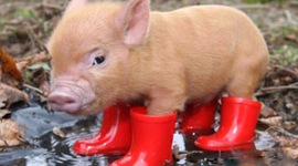 Timeline: Looking for Alaska