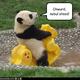 Funny pictures panda has steed