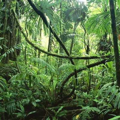 Timeline: Into the Amazon